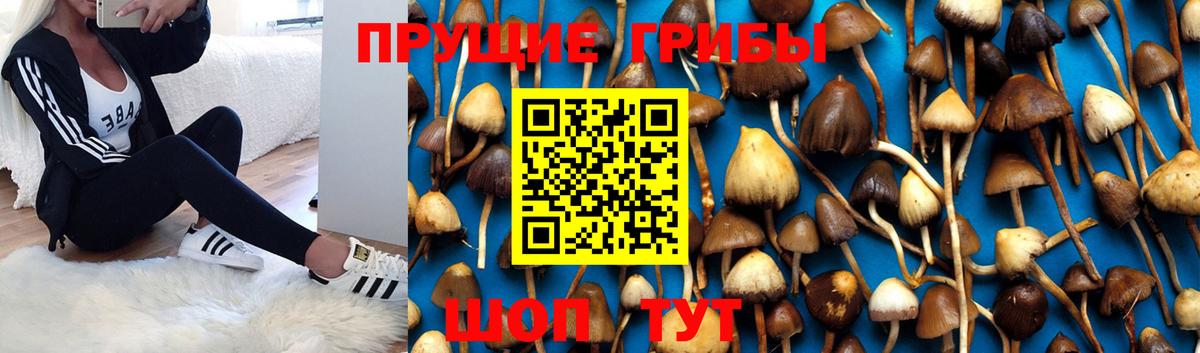 Псилоцибиновые грибы Cubensis  Вход с VPN  цены   Жуковский  Галлюциногенные грибы Cubensis 